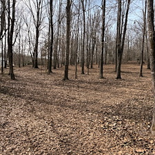 Tree-and-Limb-Cleanup-in-Taylor-MS 9